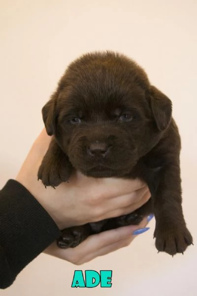 Vendita Labrador Retriever cioccolato da privato  | Foto 0