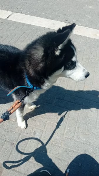 Vendo cane hushy originale  ha 7 mesi È  fatti  3 vaccini  il suo nome è igor  prezzo 250€  | Foto 1