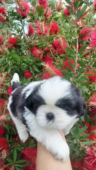 SHIH TZU 