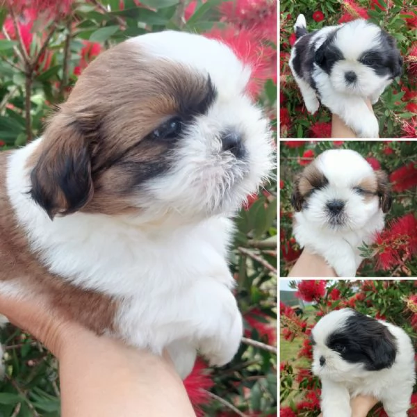 SHIH TZU  | Foto 3