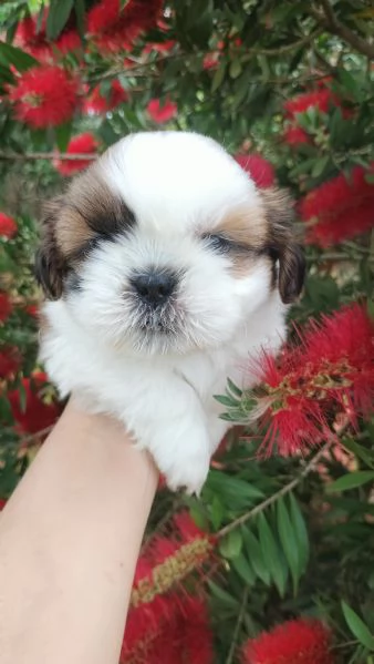 SHIH TZU  | Foto 2