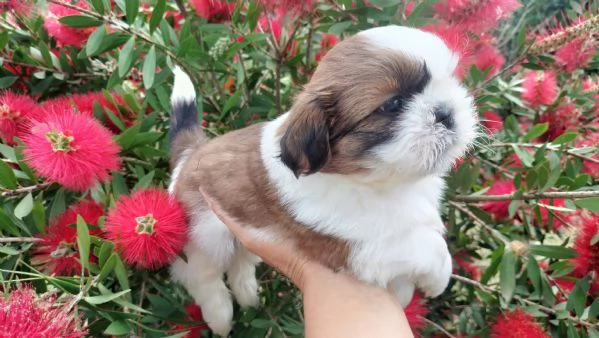 SHIH TZU  | Foto 0