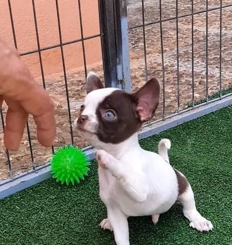 Regala cuccioli di Chihuahua | Foto 2
