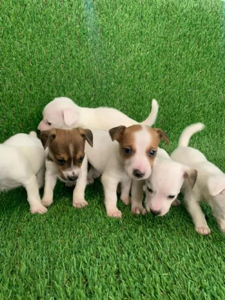 Regala cuccioli di Jack Russel | Foto 1