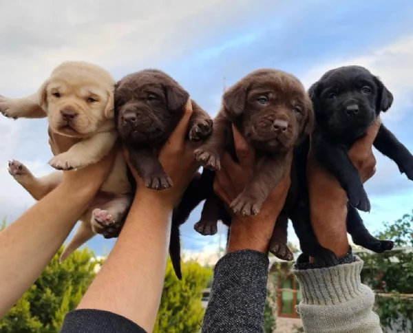 Regala cuccioli di Labrador | Foto 2