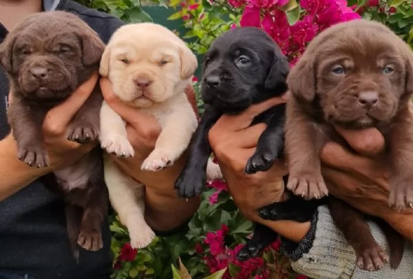 Regala cuccioli di Labrador