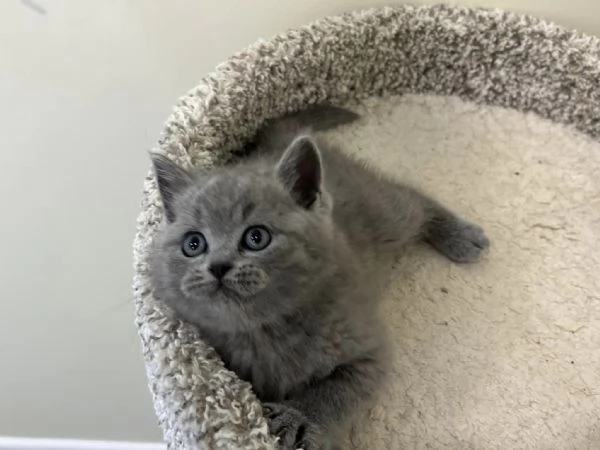 Due cucciole british shorthair