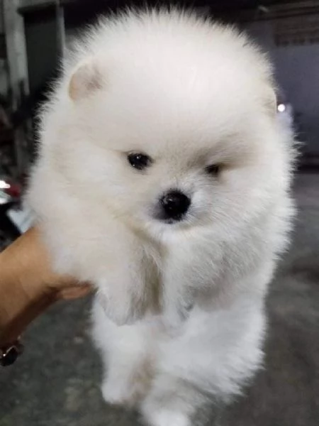 Cuccioli Spitz POMERANIA da genitori toy