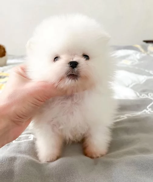 Cuccioli di Pomerania nani!!