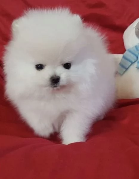 Disponibili cuccioli di puro Spitz Pomerania