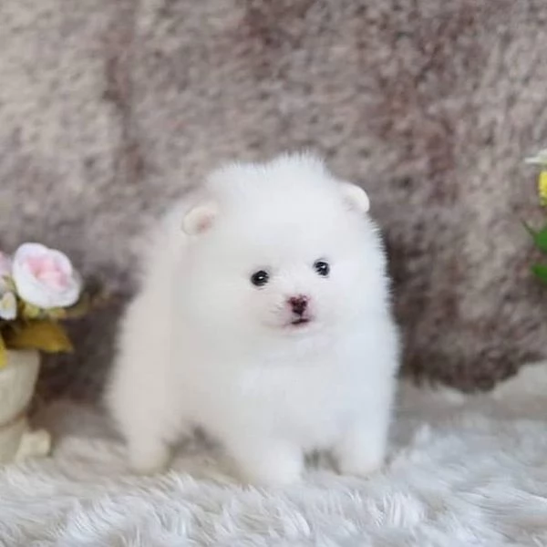 SPITZ DI POMERANIA NANO/BIANCO