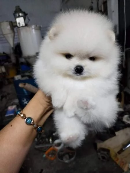 Spitz Pomerania toy di 3 mesi!!