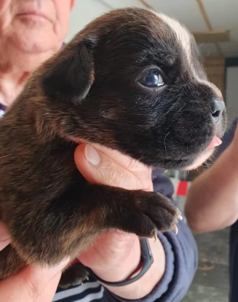 cuccioli di Boxer | Foto 4