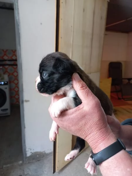 cuccioli di Boxer | Foto 0