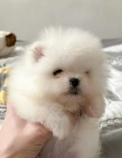 SPITZ DI POMERANIA NANO/BIANCO | Foto 0