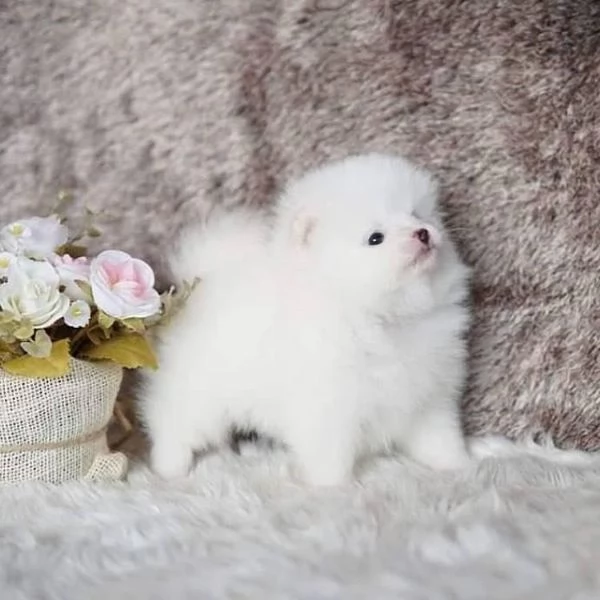 Dolci cuccioli di Spitz Pomerania disponibili!!