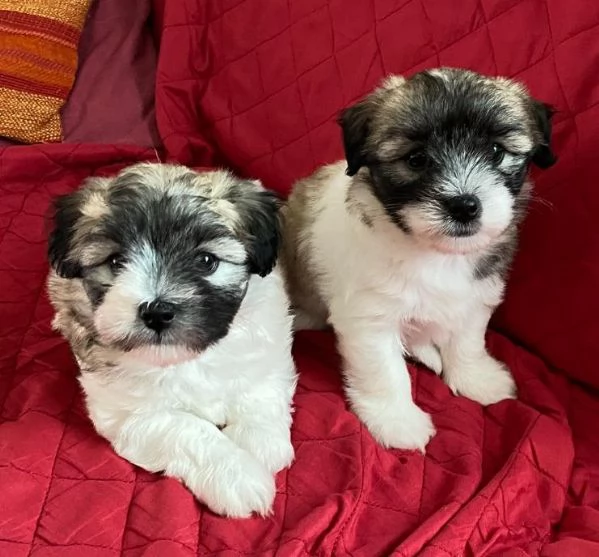 Cucciole colorate di Coton de Tulear