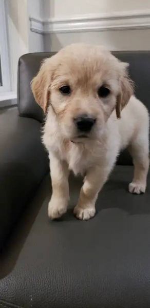 Cuccioli di golden retriever Bianchi | Foto 0