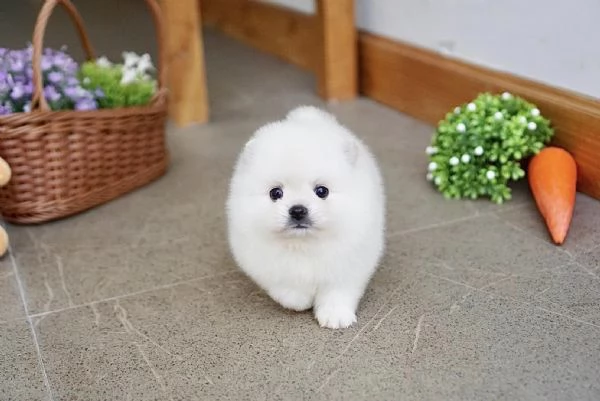 Spitz Pomerania toy di 3 mesi!!!