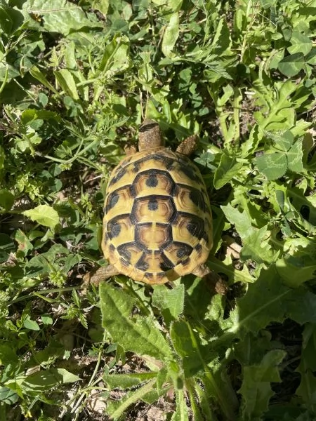 Tartarughe di terra  | Foto 0