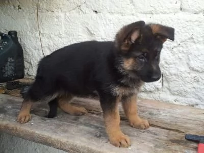 REGALO ROTTWEILER 