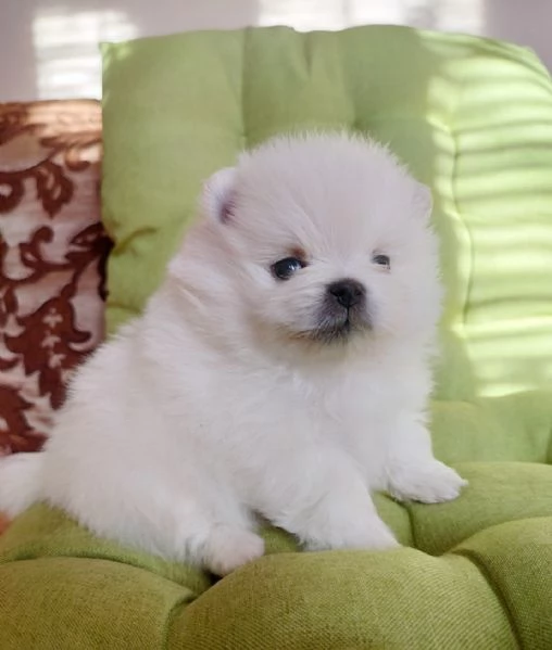 Spitz Pomerania toy di 3 mesi