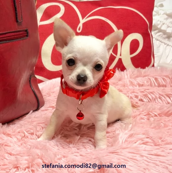  Cuccioli chihuahua Cuccioli di chihuahua, tutti marroni disponibili da subito con microchip e ciclo