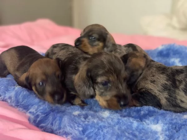 Unica cucciolata di bassotti a pelo duro | Foto 4