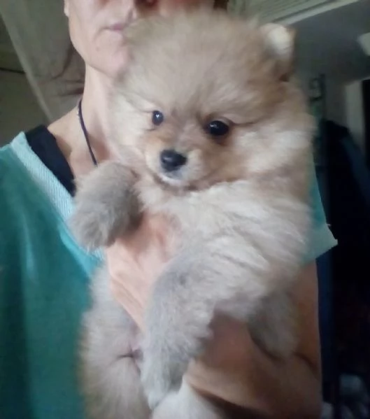 Cucciolo di spitz nano pomerania | Foto 1