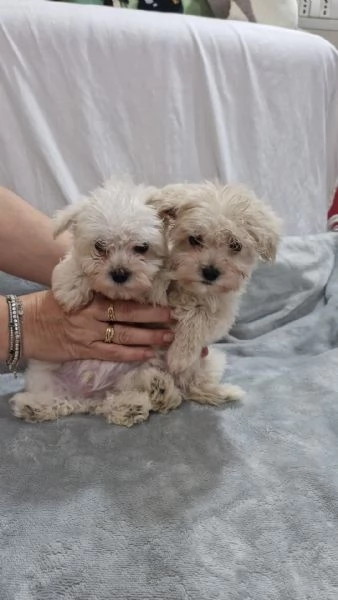 Cuccioli Bichon Maltesi maschi | Foto 3