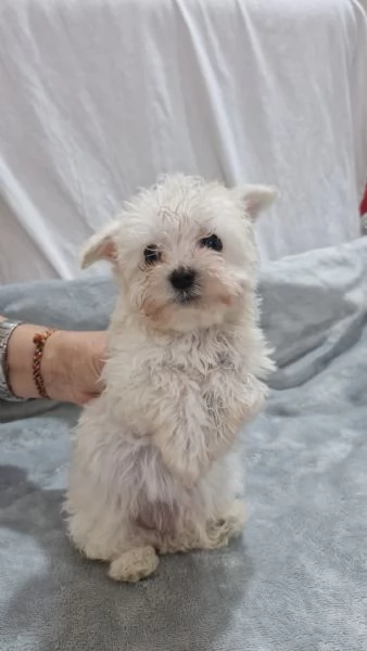 Cuccioli Bichon Maltesi maschi | Foto 0