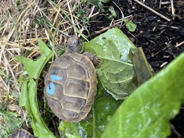 Tartaruga Testudo Greca | Foto 0