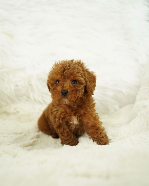 CUCCIOLI DI CANE BARBONCINO TOY | Foto 0