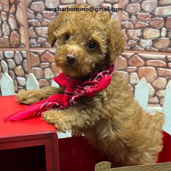 Cuccioli barboncino Cuccioli di barboncino, tutti marroni disponibili da subito con microchip e cicl