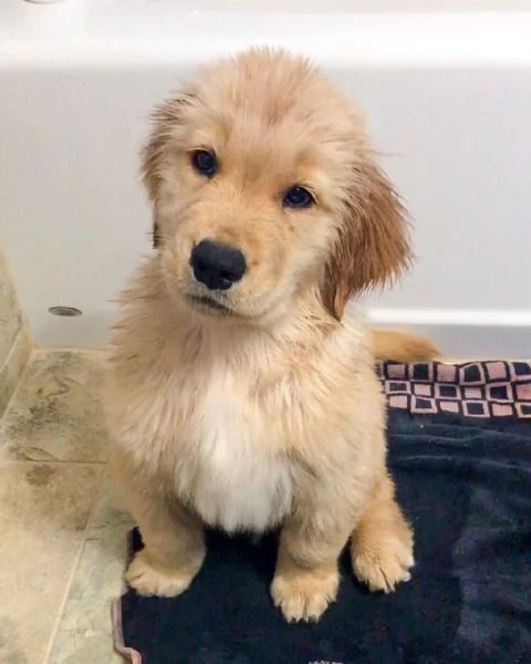 disponibili dei bellissimi e dolcissimi cuccioli di golden retriever. | Foto 0