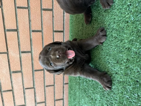 Cuccioli Labrador retriver chocolate 