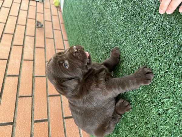 Cuccioli Labrador retriver chocolate  | Foto 1