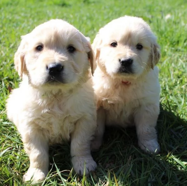 Disponibili cuccioli di Golden Retriever.