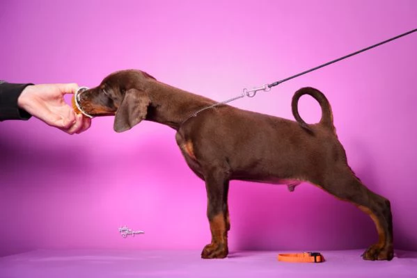 Dobermann cuccioli in vendita | Foto 3