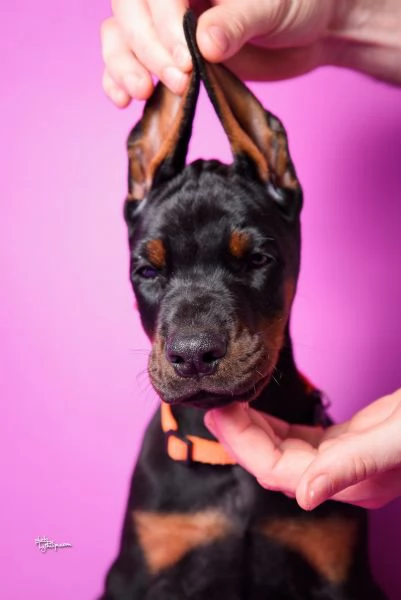 Dobermann cuccioli in vendita | Foto 1