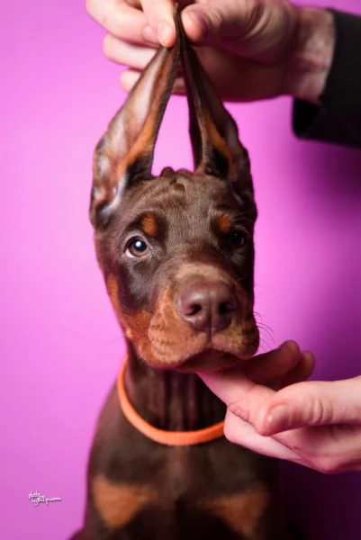 Dobermann cuccioli in vendita | Foto 0