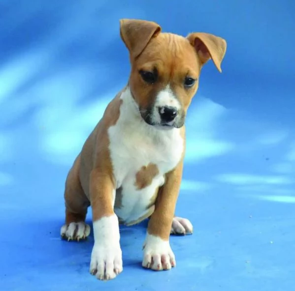 American Staffordshire Terrier - rocce