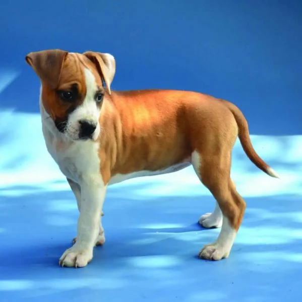 American Staffordshire Terrier - rocce | Foto 2