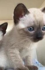 Siamesi thai gattini cuccioli occhi azzurri | Foto 1