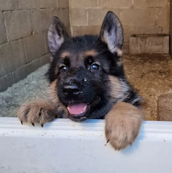 Pastore tedesco cuccioli  | Foto 1