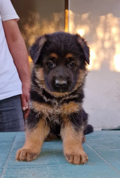 Pastore tedesco cuccioli 