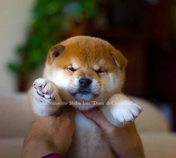 meravigliosi cuccioli di shiba inu con pedigree enci