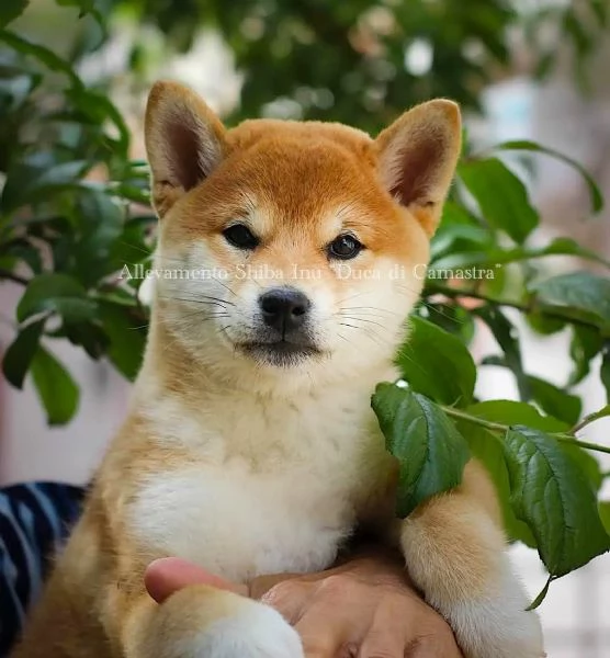 meravigliosi cuccioli di shiba inu con pedigree enci | Foto 2