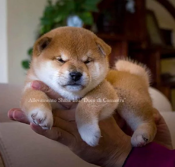 meravigliosi cuccioli di shiba inu con pedigree enci | Foto 0