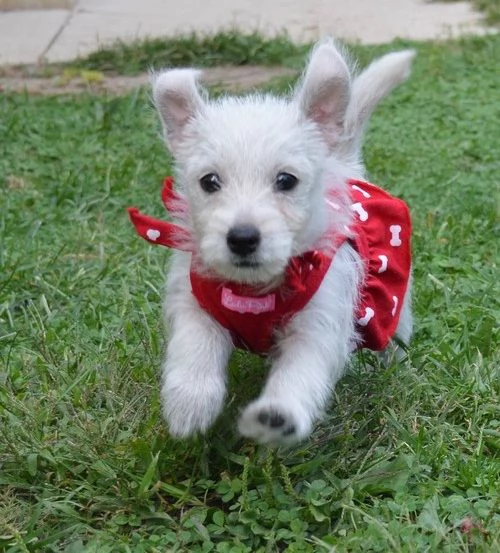 Regalo adorabili cuccioli West highland terrier bianco femminucce e maschietti gratuita i cuccioli s